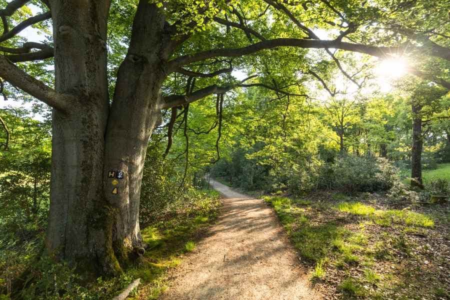 Wanderweg Heideschleife Haverbeeke Niederhaverbeck