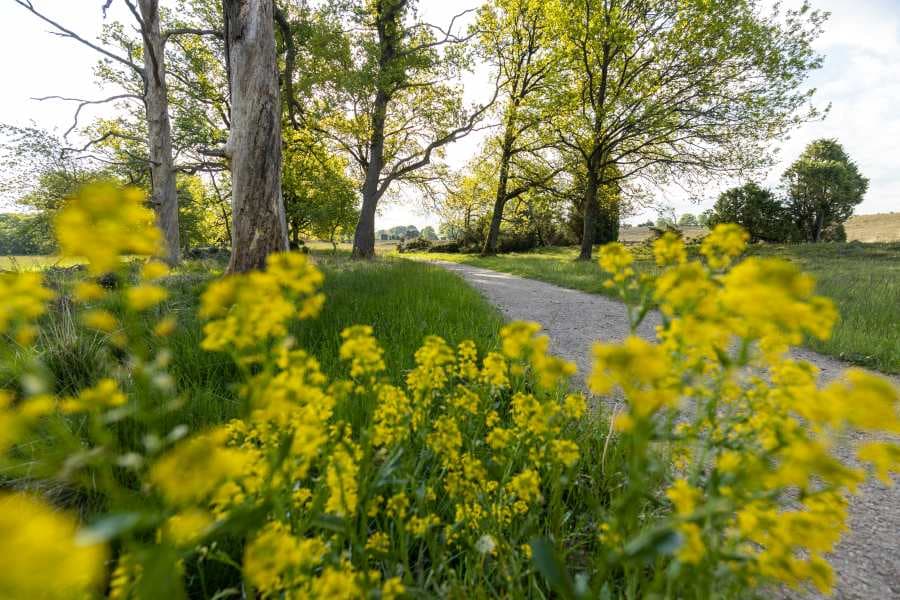 Heideschleife Haverbeeke Rundwanderweg