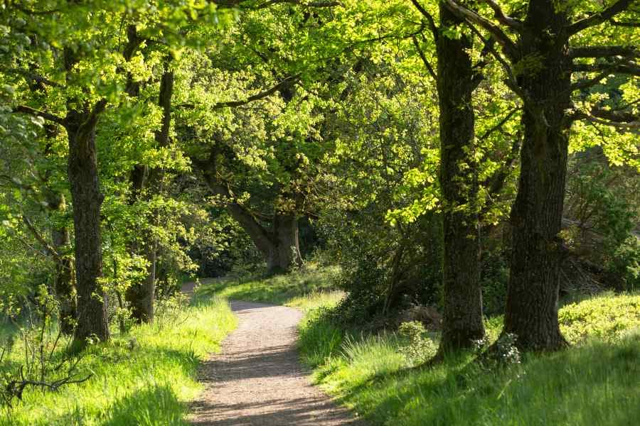 Flache Sandwege im Tal der Haverbeeke barrierefreier Rundwanderweg