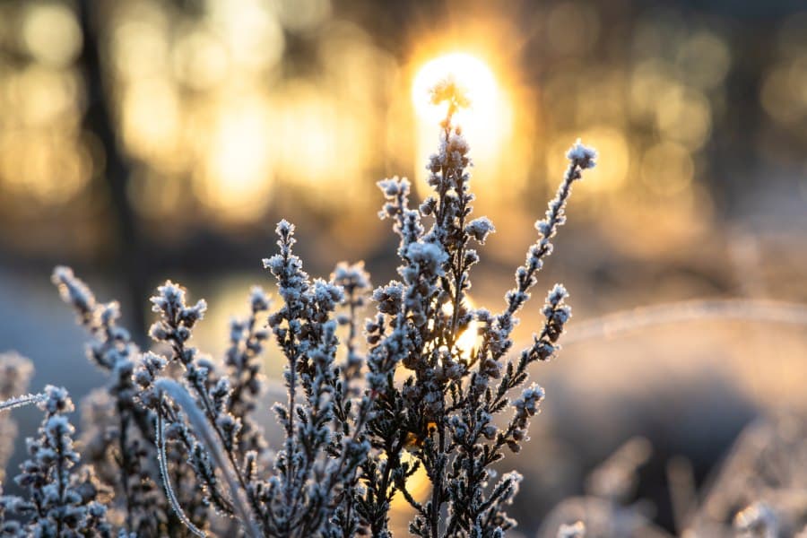 Frost im Pietzmoor