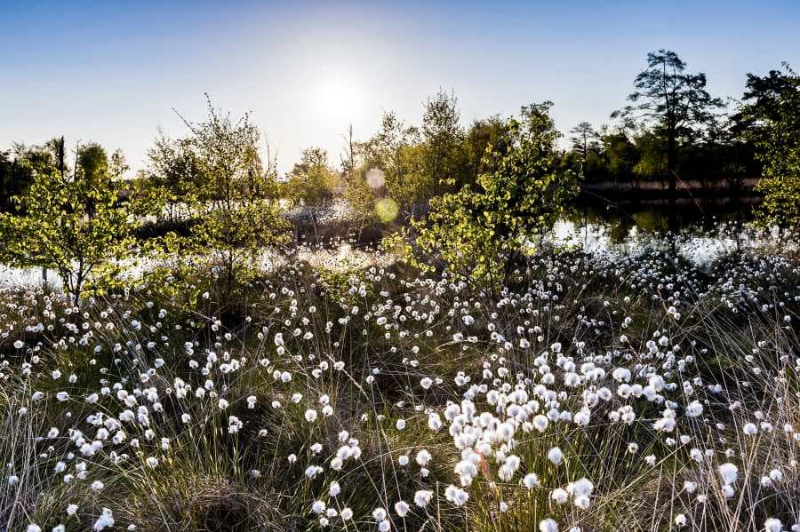 Frühling im Pietzmoor