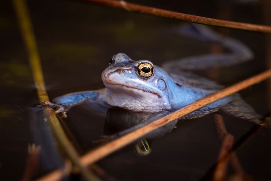 Blaue Moorfrösche im Pietzmoor Schneverdingen
