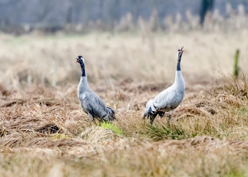 Kraniche in der Lüneburger Heide
