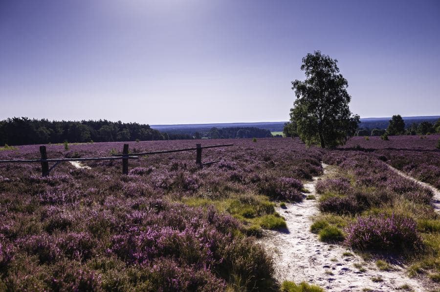 Heideschleife Müden am wietzer berg Rundwanderweg Heideblüte