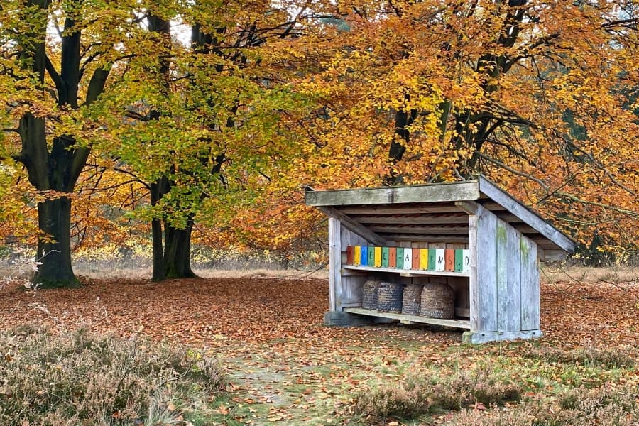 Buchen auf dem Wietzer Berg - Herbststimmung