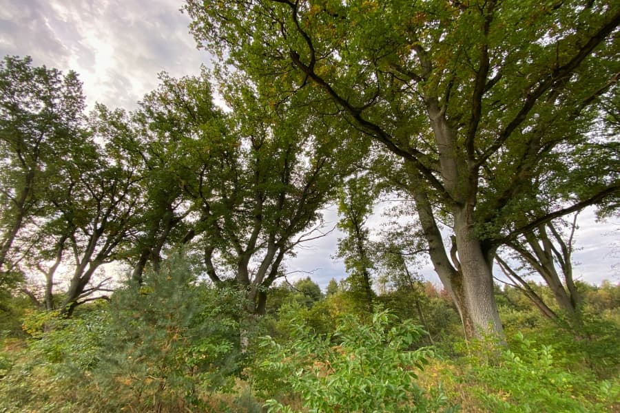 Imposante alte Eichen am Wegesrand