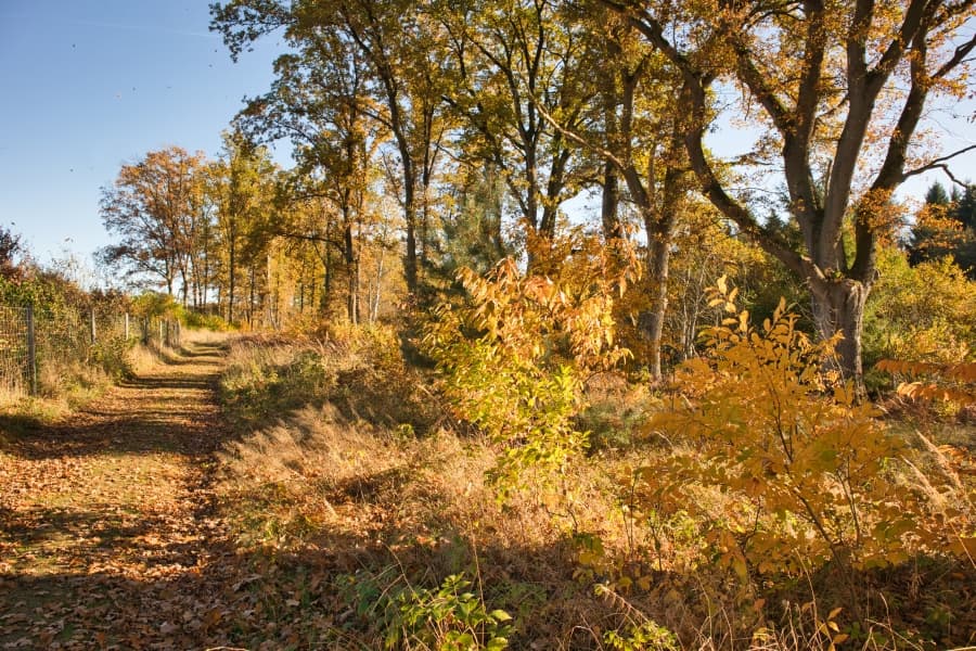 Bunter Herbst zum Wandern Heideschleife Müden