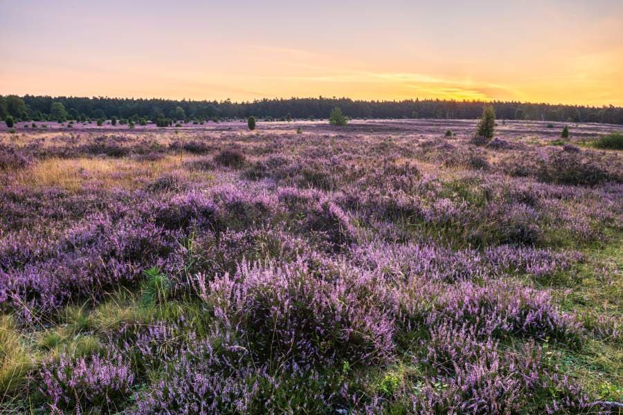 Misselhorner Heide zur Heideblüte