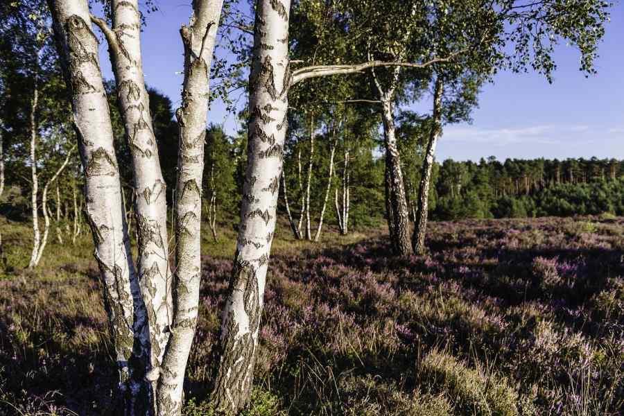 Hermannsburg Misselhorner Heide Birken