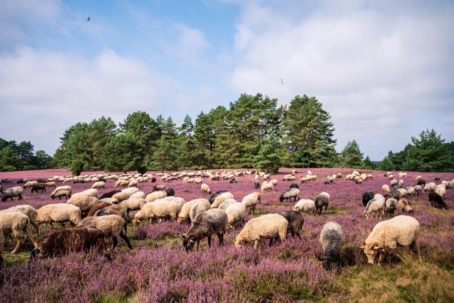 Heidschnucken in der Misselhorner Heide in Hermannsburg