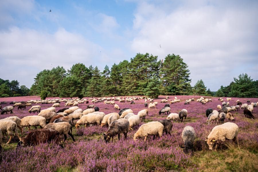 Heidschnucken in der Misselhorner Heide