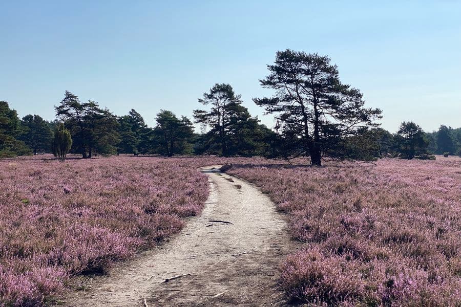Heideschleife Misselhorner Heide Heideblüte Hermannsburg Rundwanderweg