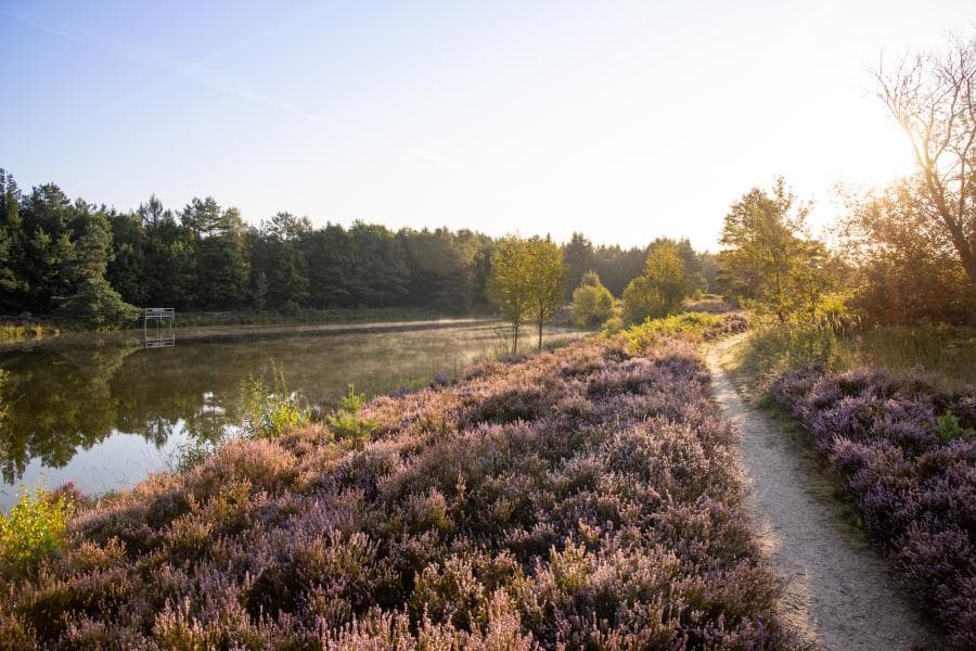 Heidefläche Angelbecksteich in Hermannsburg barrierefreier Rundwanderweg Heideschleife