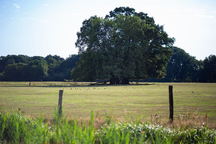 Hornbosteler Hutweide