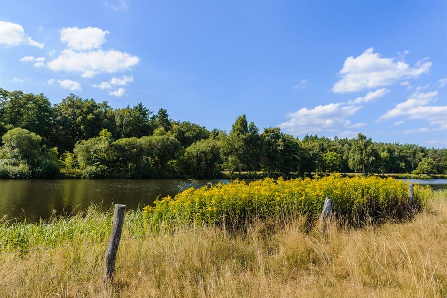 Allerwiesen bei Wietze