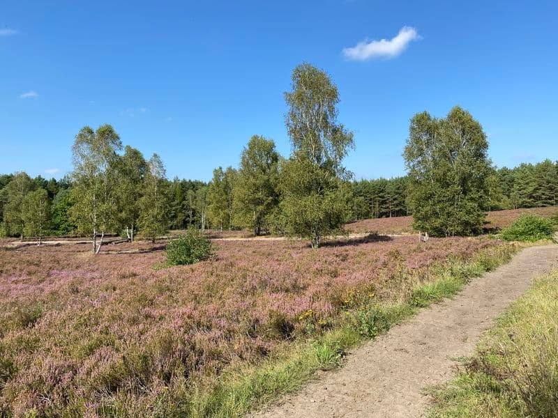 Severloher Heide bei Hermannsburg