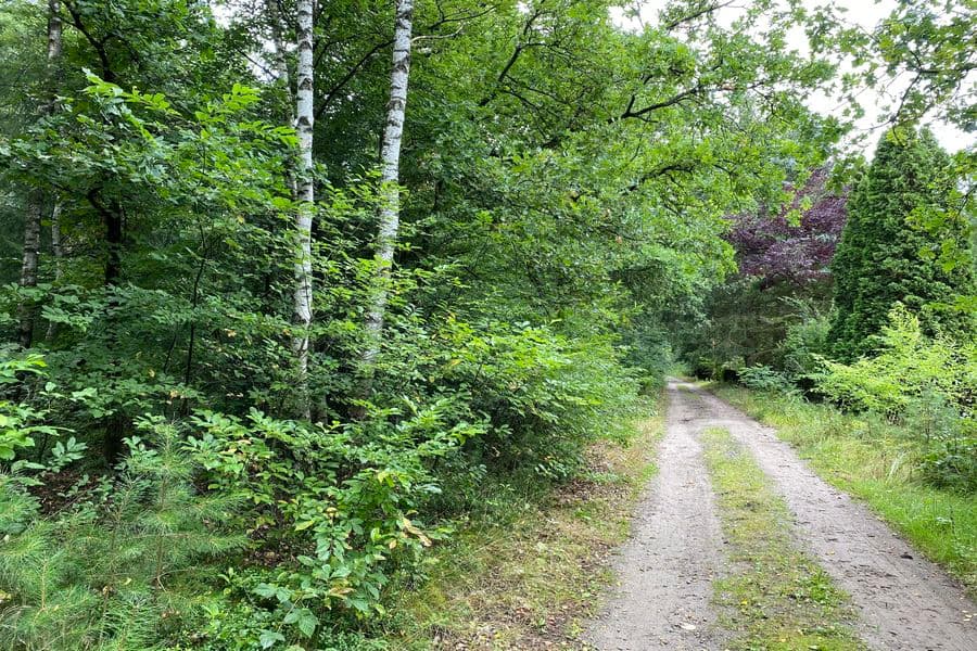 Wanderweg durch den Wald Heidschnuckenweg Kohlenbach