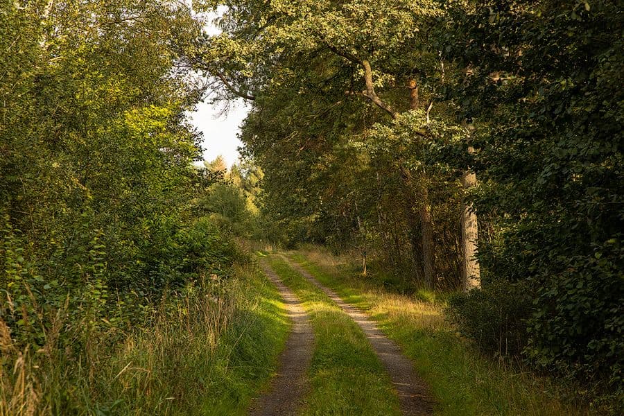 Radweg durch den Wald Eschede Südheide