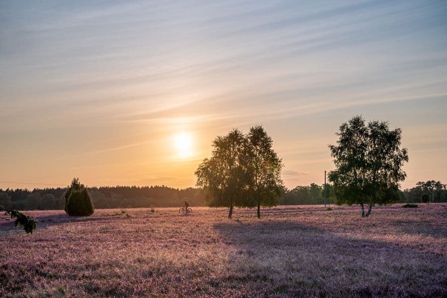 Sonnenuntergang Heideblüte 2021