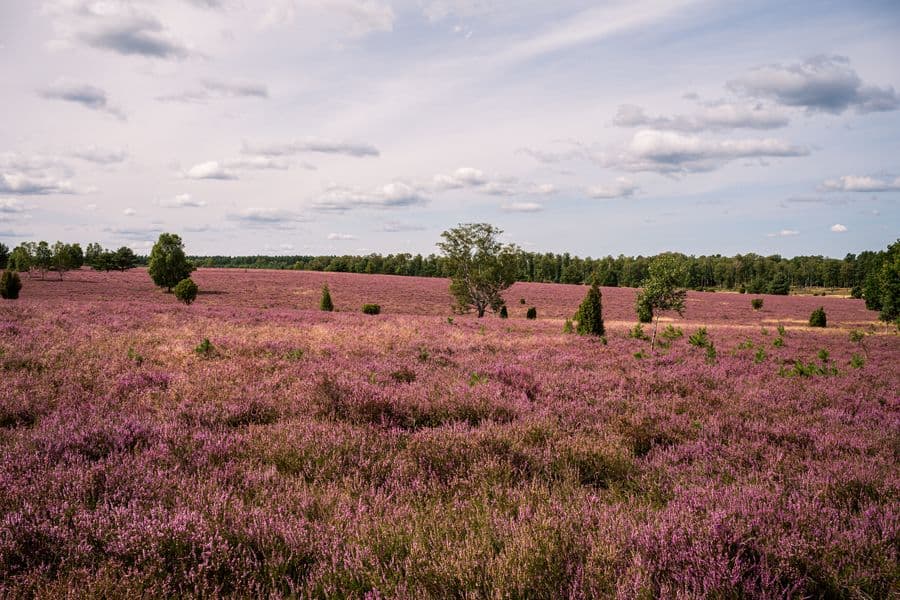 Weitblick in der Oberoher Heide