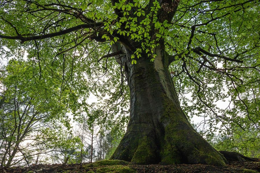 Alte Eiche bei Wildeck