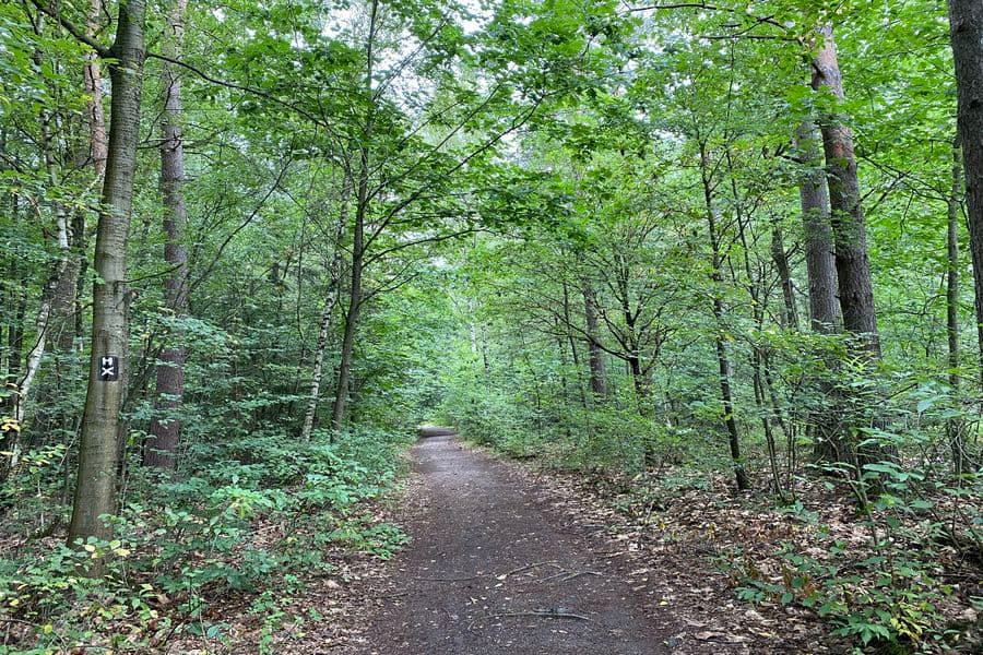 Uriger Weg durch den Wald