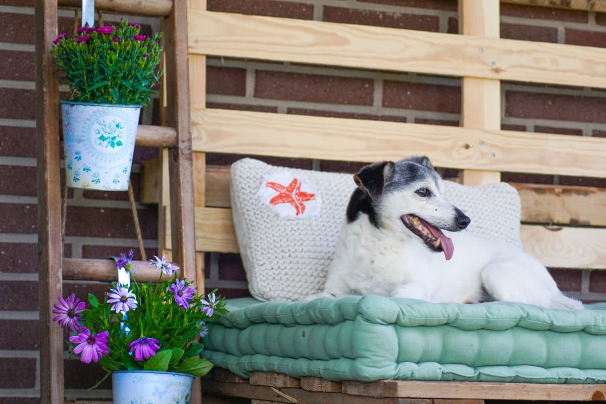Hofhund der Ferienwohnung Nina in Egestorf