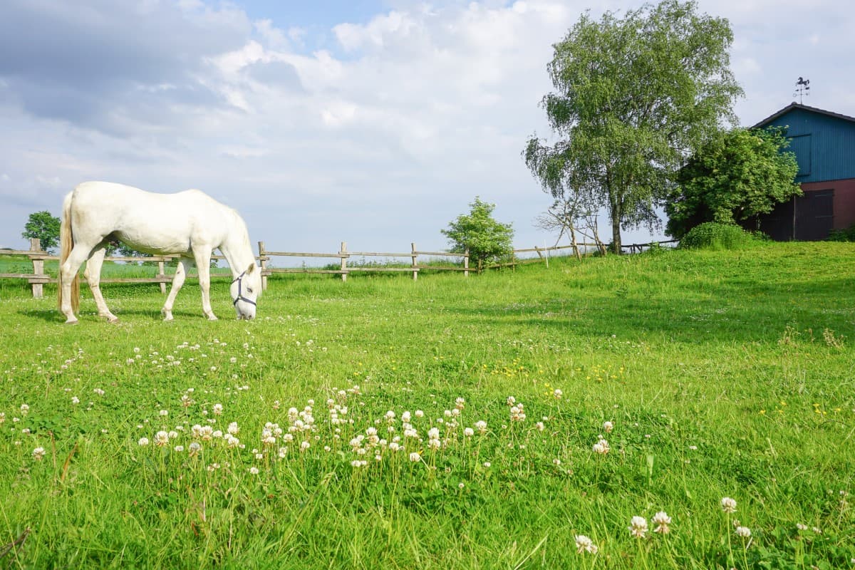 Weide der Ferienwohnung Nina in Egestorf