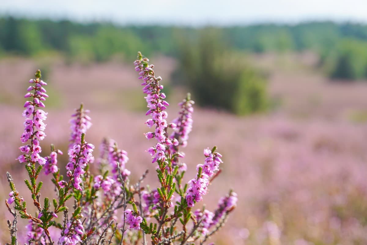 Heide bei der Ferienwohnung Nina in Egestorf