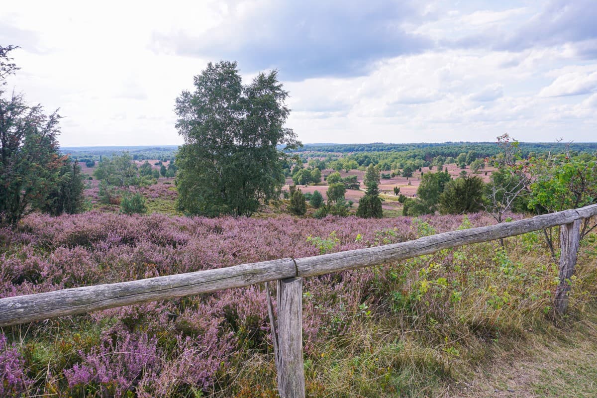 Heide bei der Ferienwohnung Nina in Egestorf