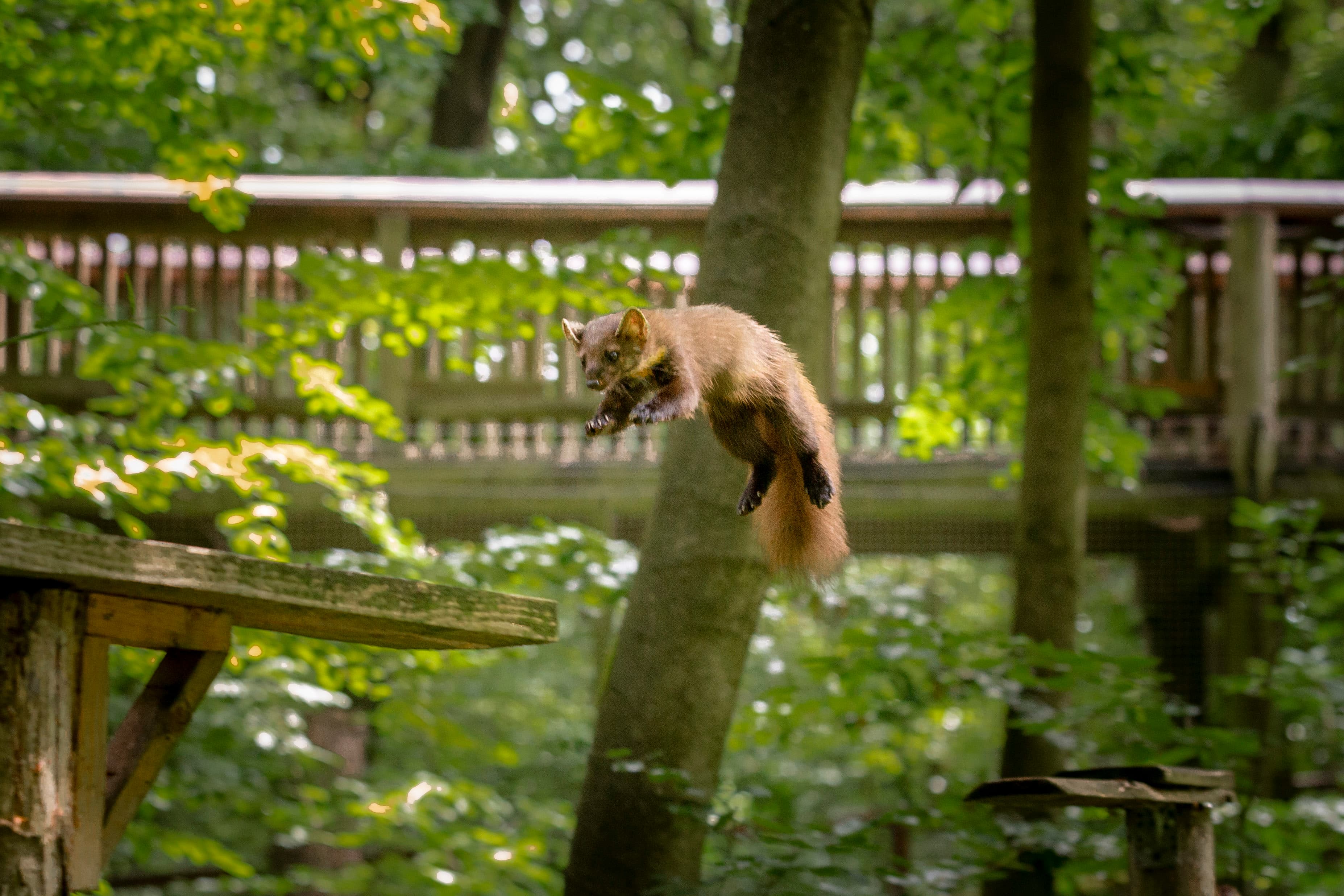 Baummarder können fast 2 m weit springen.