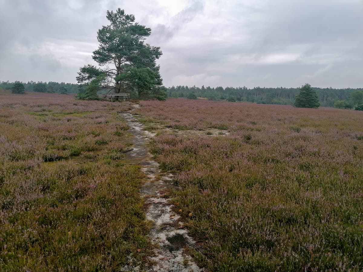 Wanderung auf der Heideschleife Büsenbachtal | Lüneburger Heide Wanderung auf der Heideschleife Büsenbachtal | Lüneburger Heide
