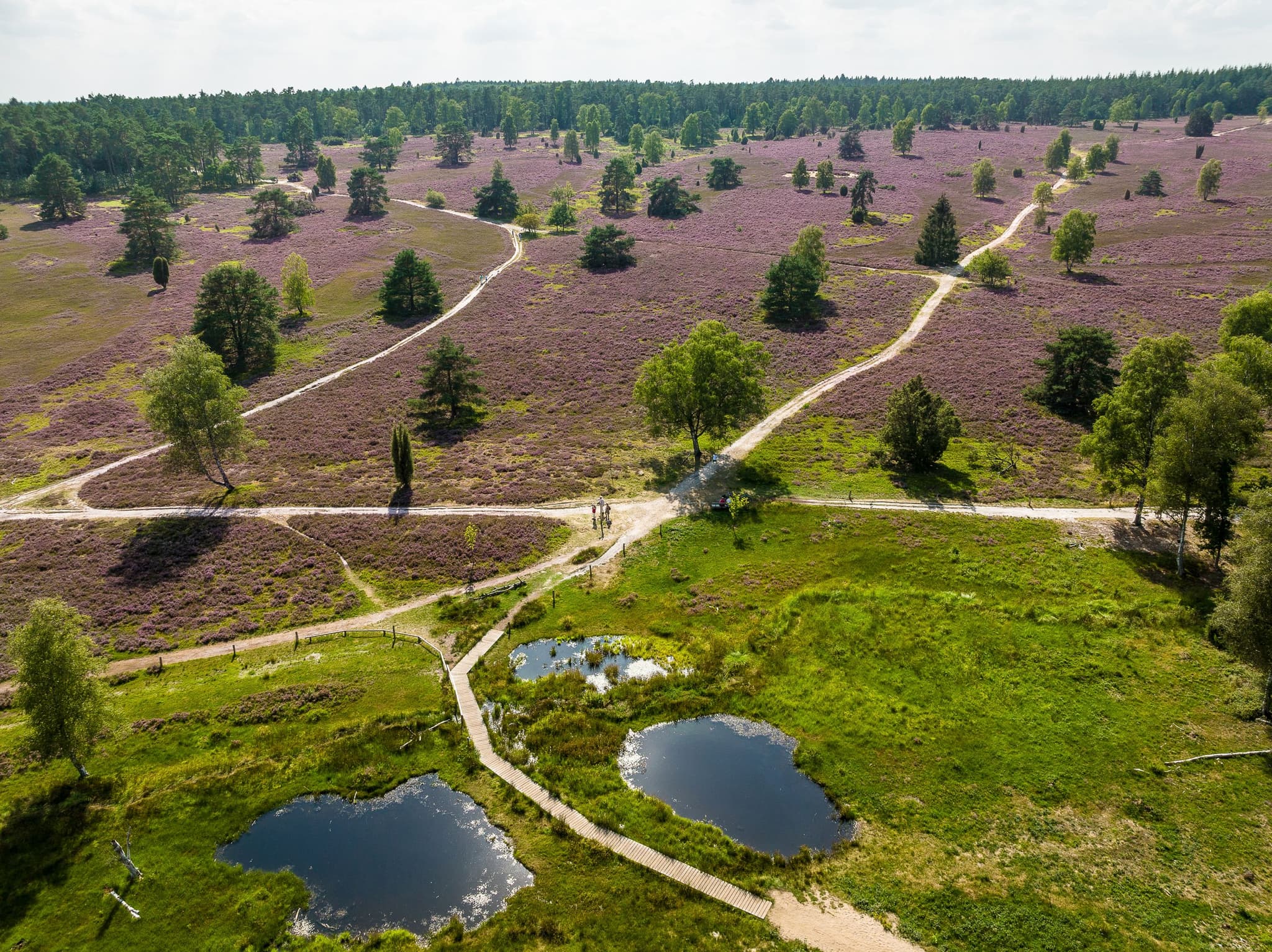 Die Heideflächen der Nordheide | Lüneburger Heide