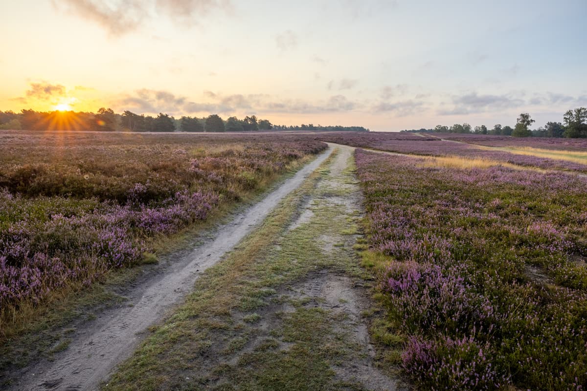Hamburg Fischbeker Heide L neburger Heide hamburg-fischbeker-heide-l-neburger-heide