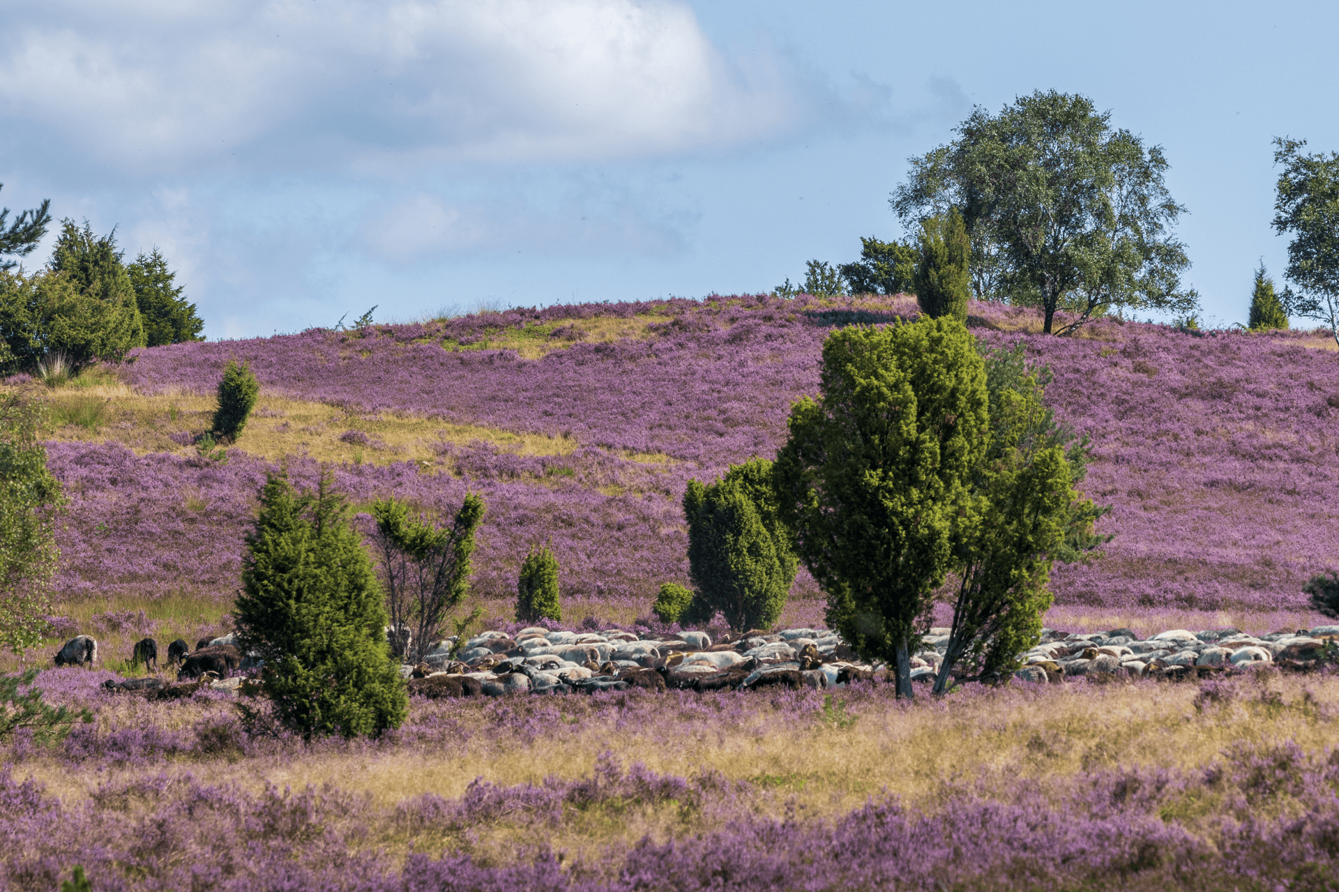Heide Ii 3 Tage Lüneburger Heide: Diese 3 Orte musst Du sehen