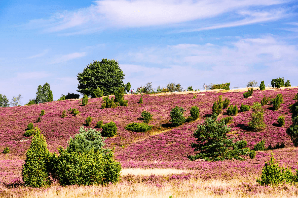 Urlaub In Der L neburger Heide urlaub-in-der-l-neburger-heide
