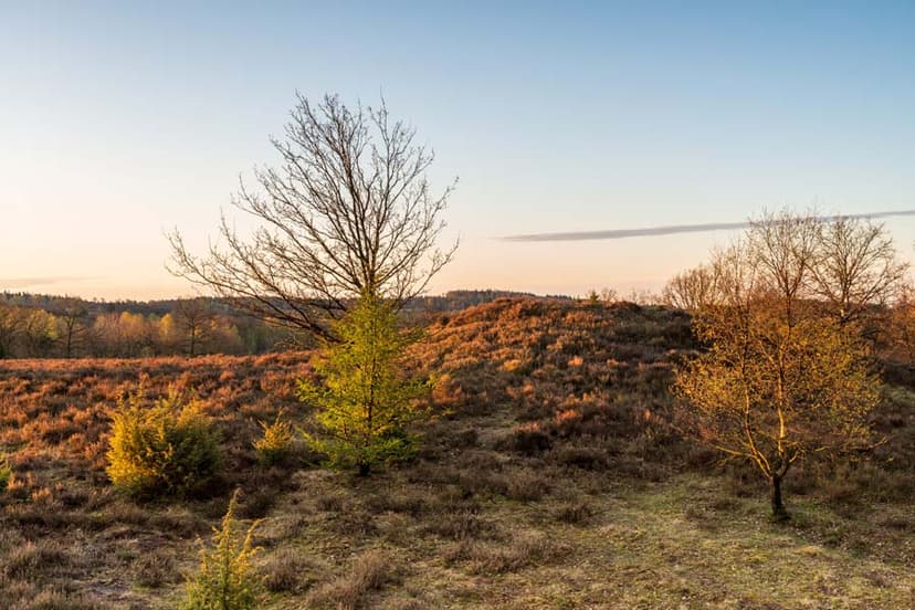 Fürstengrab im Naturschutzgebiet Aussicht auf den Wilseder Berg