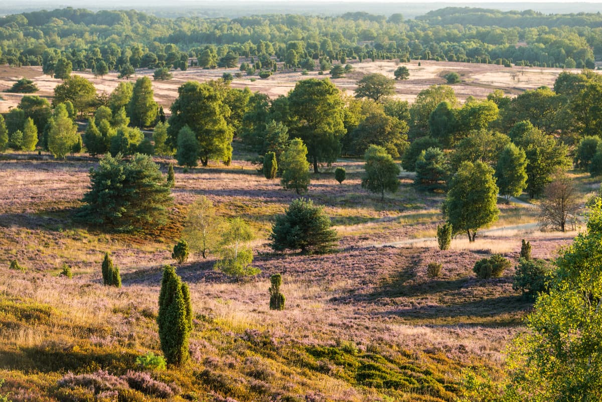 Wandern Lüneburger Heide