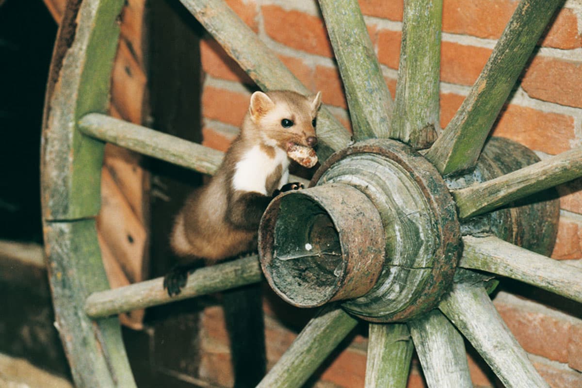 Wildpark Schwarze Berge Lüneburger Heide