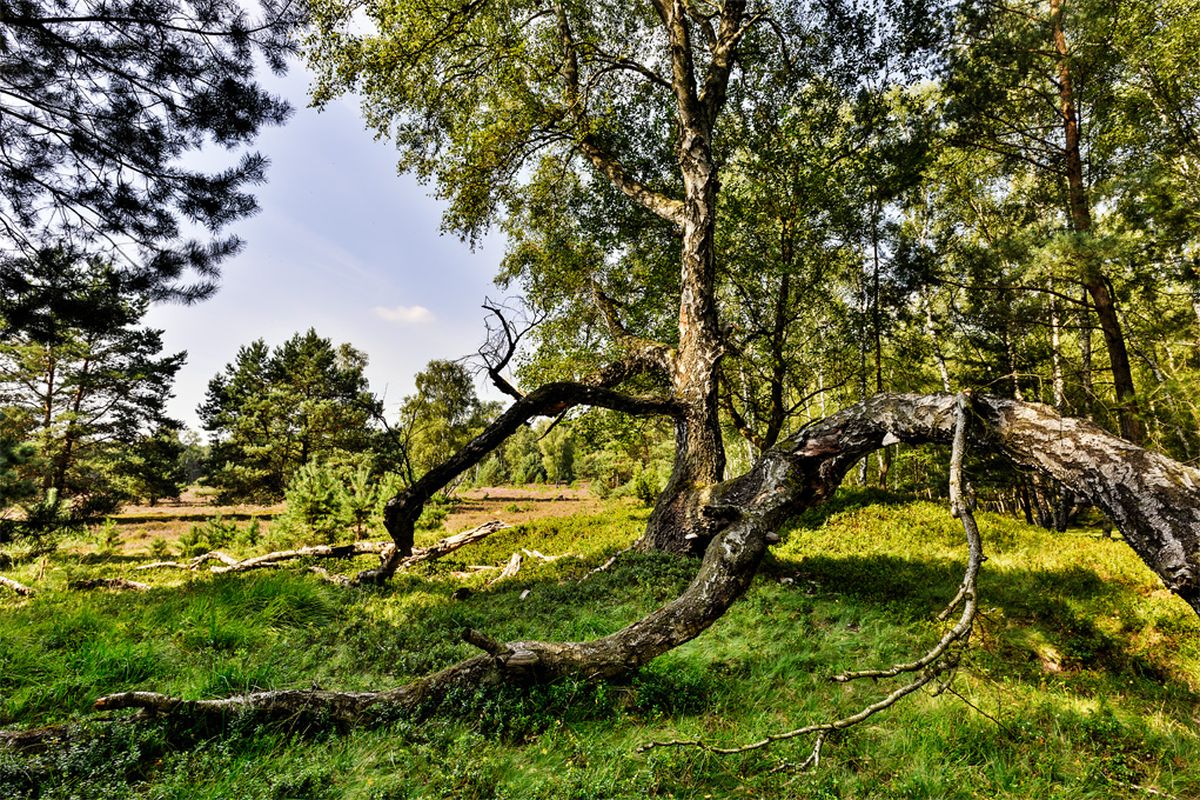 Hermannsburg Große Heidetour (39 km) Lüneburger Heide