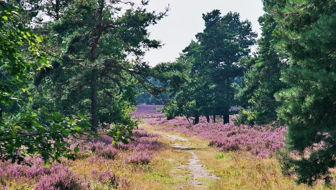 Behringen Lüneburger Heide