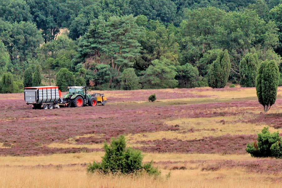 Heide Montage Alles über Pflege und Erhalt der Heide