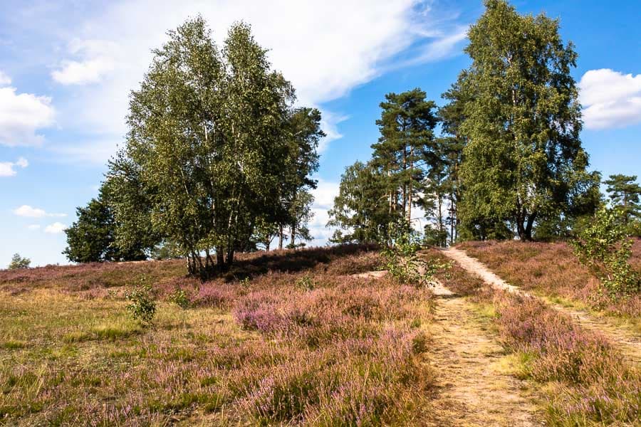 Soltau Röders Heide Lüneburger Heide
