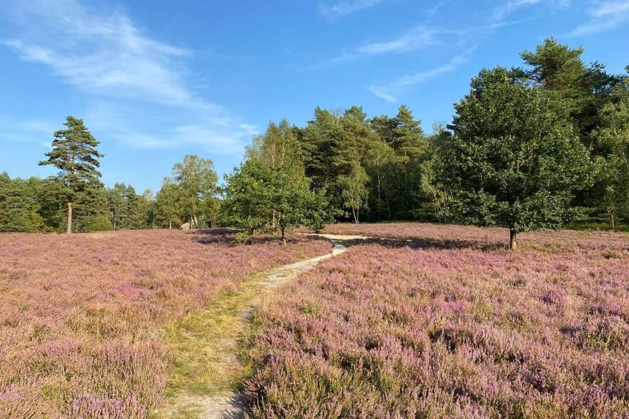 Heideblüten-Barometer: Wann blüht die Heide? | Lüneburger Heide